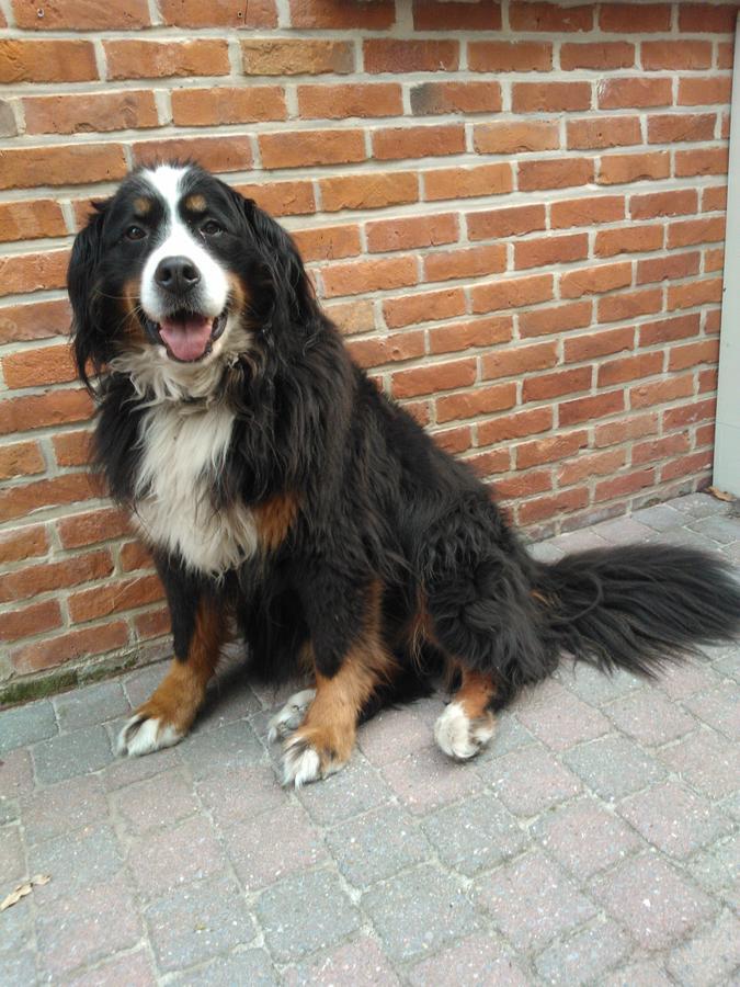 B&B Jo - Li Diepenbeek Kültér fotó
